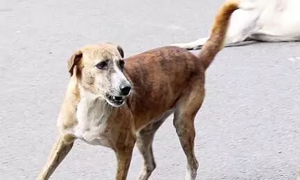 തെരുവുനായെ അടിച്ചുകൊല്ലുന്ന വിഡിയോ വൈറലായി; രണ്ടുപേർ അറസ്റ്റിൽ തെരുവുനായെ അടിച്ചുകൊല്ലുന്ന വിഡിയോ വൈറലായി; രണ്ടുപേർ അറസ്റ്റിൽ