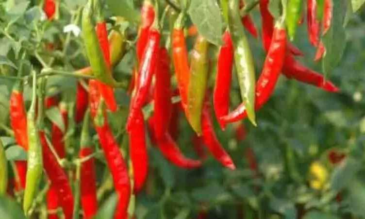 വിഷമില്ലാത്ത പച്ചക്കറിക്കൊപ്പം സന്തോഷവും തരും അടുക്കളത്തോട്ടം വിഷമില്ലാത്ത പച്ചക്കറിക്കൊപ്പം സന്തോഷവും തരും അടുക്കളത്തോട്ടം