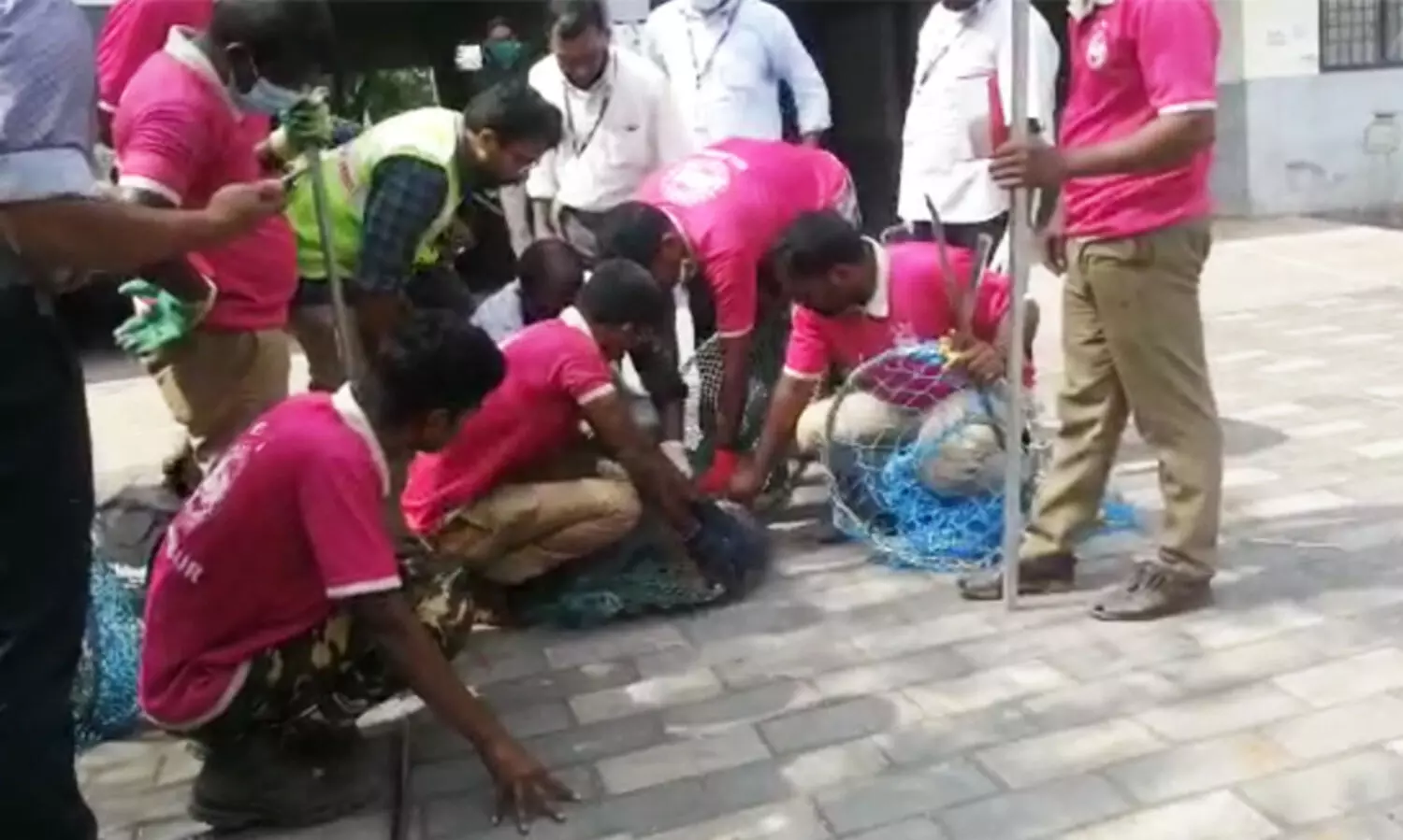 മലപ്പുറത്ത് തെരുവ് നായ്ക്കൾക്ക് പേവിഷ പ്രതിരോധ കുത്തിവെപ്പ്