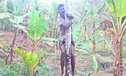 കൊടുംകാട്ടിലെ പച്ചമണ്ണില്‍ കൈപ്പത്തിയില്ലാതെ ശ്രീധരൻ വിളയിച്ചത്​ നൂറുമേനി