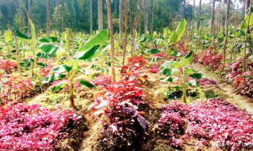 ജൈവ പച്ചക്കറി കൃഷി​; ആദിവാസി ഗ്രൂപ്പിനുള്ള പുരസ‌്കാരം ഇത്തവണയും ആറളം ഫാമിന്