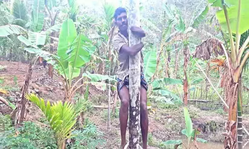 കൊടുംകാട്ടിലെ പച്ചമണ്ണില്‍ കൈപ്പത്തിയില്ലാതെ ശ്രീധരൻ വിളയിച്ചത്​ നൂറുമേനി