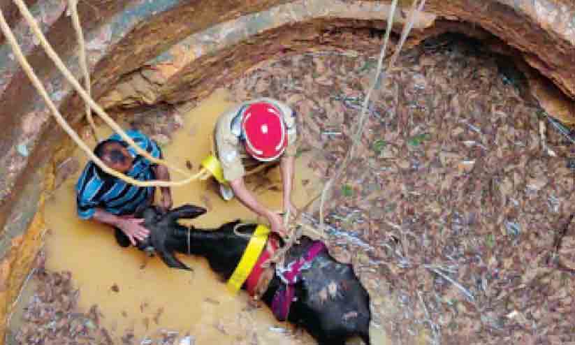 കിണറ്റിൽവീണ പോത്തിൻ കുട്ടിയെ രക്ഷിച്ചു കിണറ്റിൽവീണ പോത്തിൻ കുട്ടിയെ രക്ഷിച്ചു