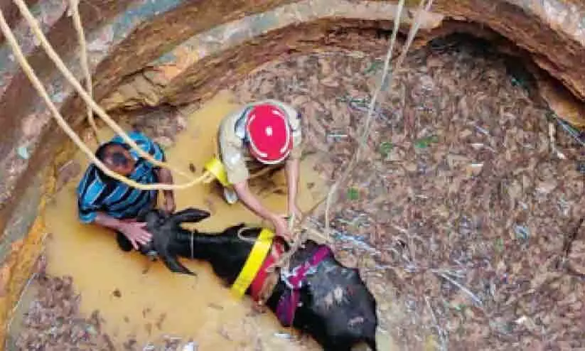 കിണറ്റിൽവീണ പോത്തിൻ കുട്ടിയെ രക്ഷിച്ചു