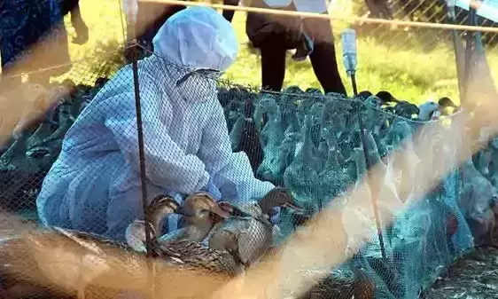 Bird flu confirmed in Kainakari