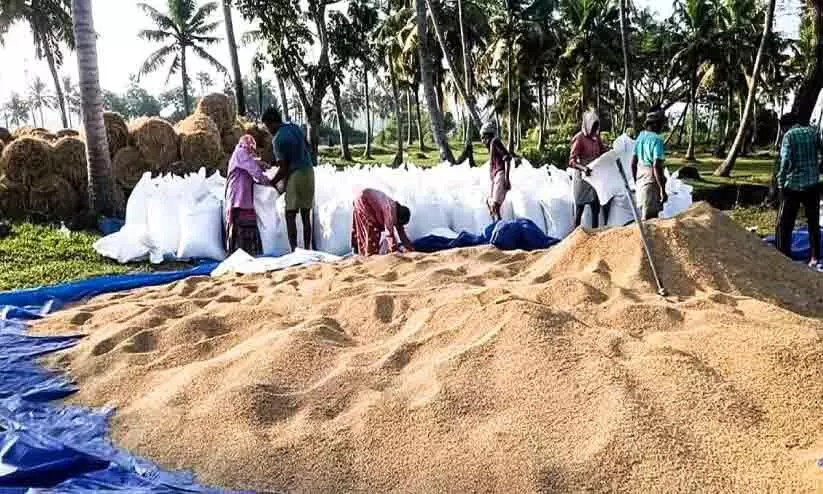 paddy cultivation in Ottamassery paddy cultivation in Ottamassery