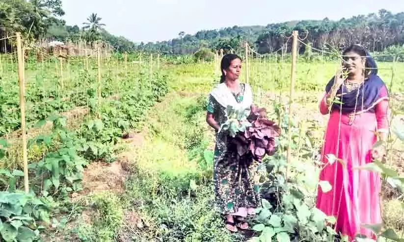 സംസ്ഥാന കർഷക അവാർഡ്: ആദിലക്ക് അർഹതക്കുള്ള അംഗീകാരം സംസ്ഥാന കർഷക അവാർഡ്: ആദിലക്ക് അർഹതക്കുള്ള അംഗീകാരം