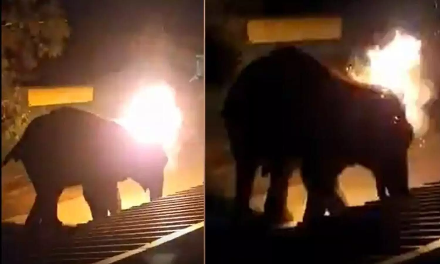 gudallur elephant fire