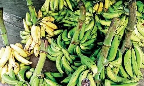 വിലകുറയുന്നു; ചങ്കിടിപ്പേറി വാഴക്കര്‍ഷകര്‍