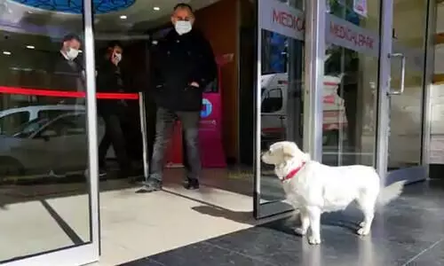 Dog Waiting For Her Human Dog Waiting For Her Human