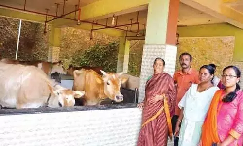 Increase in milk production in the district during the covid crisis