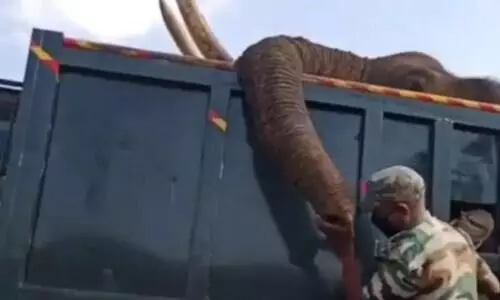 ആനയെ തീപ്പന്തമെറിഞ്ഞ്​ കൊന്നവർ കാണുക, തുമ്പിക്കൈയിൽ നൽകിയ ഈ സ്​നേഹചുംബനം