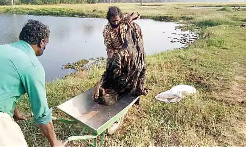 മാലിന്യം തള്ളിയവരെക്കൊണ്ട് തിരിച്ചെടുപ്പിച്ച് സംസ്കരിച്ചു മാലിന്യം തള്ളിയവരെക്കൊണ്ട് തിരിച്ചെടുപ്പിച്ച് സംസ്കരിച്ചു