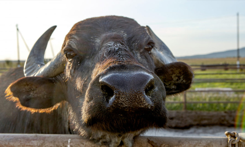 വിരണ്ടോടിയ പോത്തി​െൻറ ആക്രമണത്തിൽ രണ്ടുപേർക്ക്​ പരിക്ക്