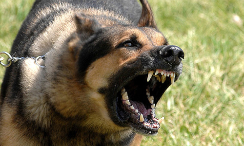 മൂന്നുപേർക്ക് നായു​ടെ​ കടിയേറ്റു