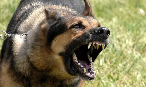 മൂന്നുപേർക്ക് നായു​ടെ​ കടിയേറ്റു