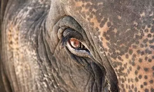 Elephant eye