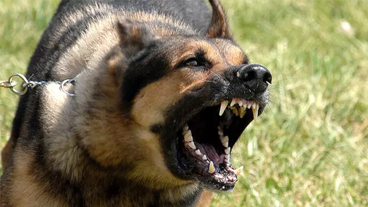 മൂന്നുപേർക്ക് നായു​ടെ​ കടിയേറ്റു