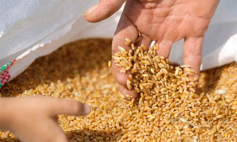 സൗദിയിലേക്ക് 4,80,000 ടൺ ഗോതമ്പ് ഇറക്കുമതി ചെയ്യും സൗദിയിലേക്ക് 4,80,000 ടൺ ഗോതമ്പ് ഇറക്കുമതി ചെയ്യും