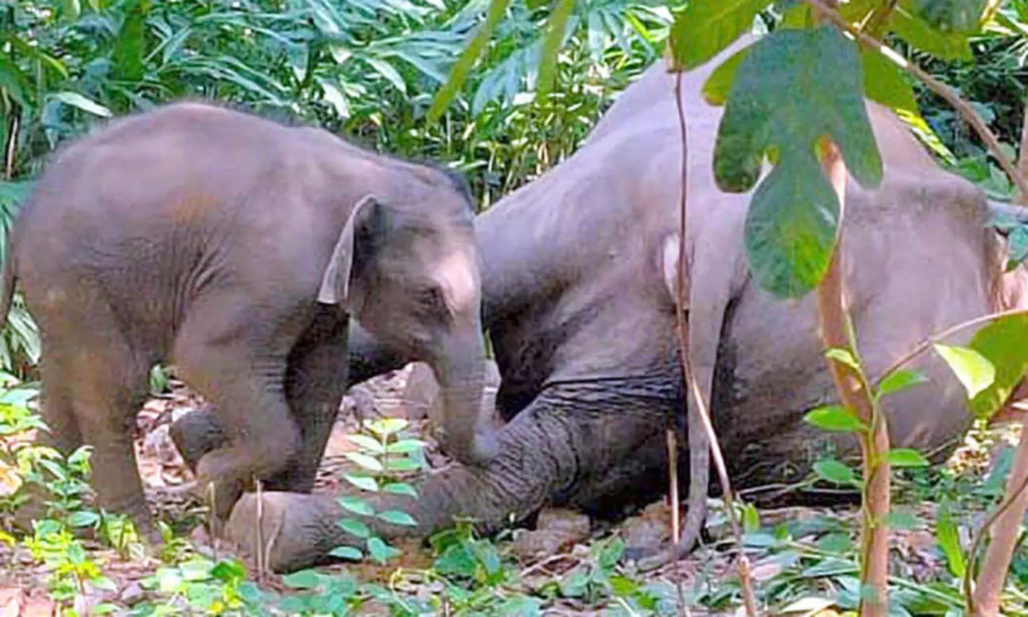 അമ്മയുടെ മരണമറിയാതെ കുട്ടിക്കൊമ്പൻ; കല്ലാറിൽ ഹൃദയഭേദക രംഗങ്ങൾ