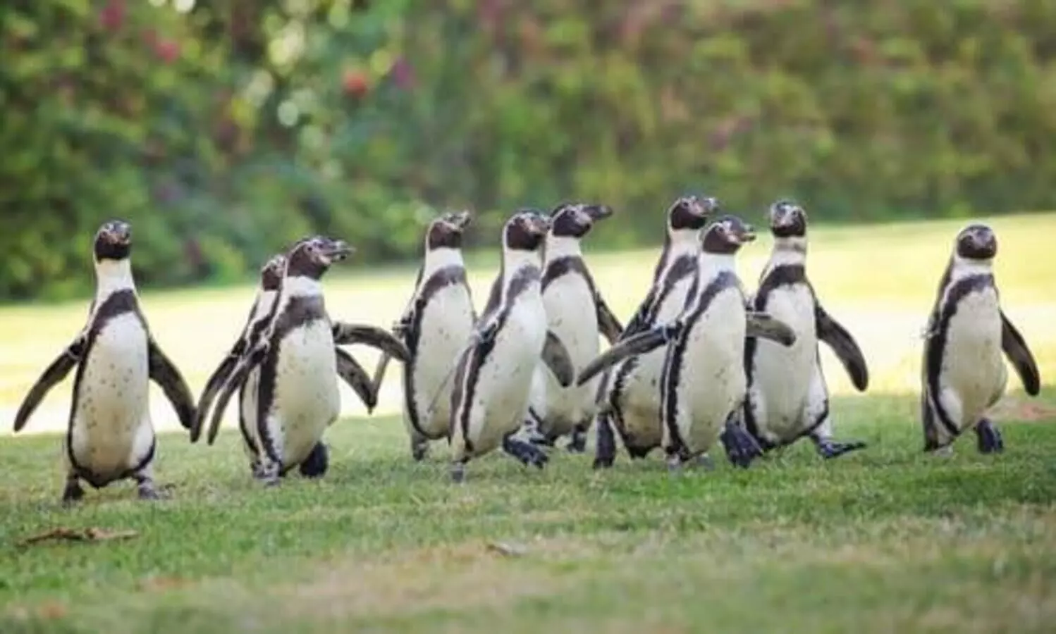 penguin al ain