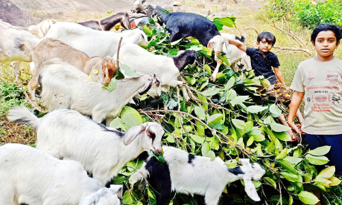 ലോക്ഡൗണിൽ തുടങ്ങിയ മോഹം; കുട്ടികളുടെ ആട് ഫാം ഹിറ്റ്