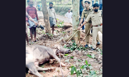 നാട്​ വിറപ്പിച്ച പോത്തിനെ ഒടുവിൽ പിടിച്ചുകെട്ടി