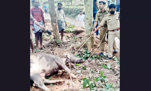 നാട്​ വിറപ്പിച്ച പോത്തിനെ ഒടുവിൽ പിടിച്ചുകെട്ടി