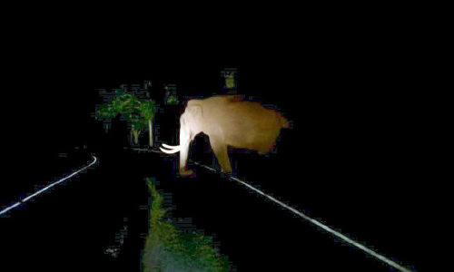 കാട്ടുപോത്തും ആനയും നടുറോഡിൽ; ഭീതിയിൽ രാത്രിയാത്ര കാട്ടുപോത്തും ആനയും നടുറോഡിൽ; ഭീതിയിൽ രാത്രിയാത്ര