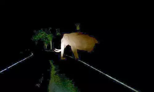 കാട്ടുപോത്തും ആനയും നടുറോഡിൽ; ഭീതിയിൽ രാത്രിയാത്ര