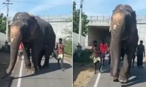 മുൻകാലുകൾ ചേർത്തുകെട്ടി​ റോഡിലൂടെ നടത്തിച്ചു, തമിഴ്​നാട്ടിൽ വീണ്ടും ആനയോട്​ ക്രൂരത; വിഡിയോ പുറത്ത്​