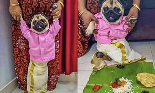 കസവുമുണ്ടുടുത്ത്​ കല്യാണവേഷത്തിൽ പഗ്​ പയ്യൻ, ​െപണ്ണുണ്ടോയെന്ന്​ ഉടമസ്​ഥൻ -വൈറലായി ഒരു വിവാഹാലോചന