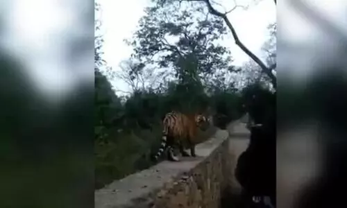 ഫോ​ട്ടോയെടുക്കാൻ നിന്ന സഞ്ചാരികളുടെ മുന്നിലേക്ക്​ മതിൽ ചാടിക്കയറി കടുവ; പിന്നെ നടന്നതെന്തെന്ന്​ കാണാം