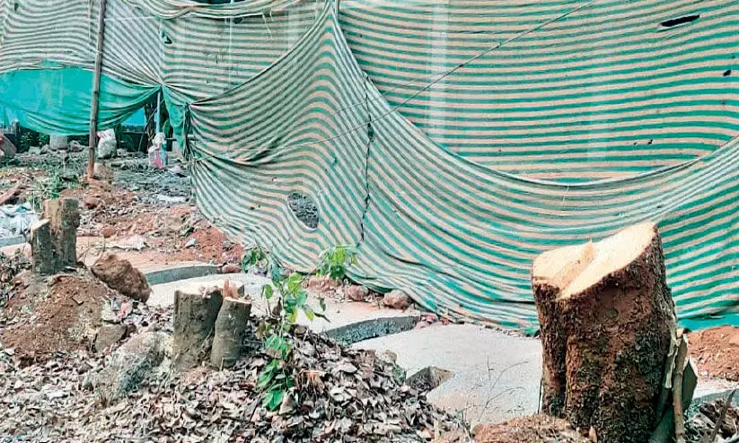 തണൽ മരങ്ങൾ മുറിച്ചു കടത്തി തണൽ മരങ്ങൾ മുറിച്ചു കടത്തി