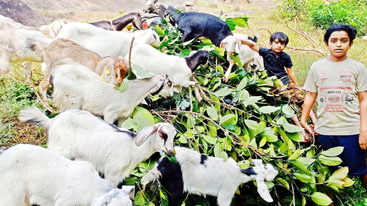 ലോക്ഡൗണിൽ തുടങ്ങിയ മോഹം; കുട്ടികളുടെ ആട് ഫാം ഹിറ്റ് ലോക്ഡൗണിൽ തുടങ്ങിയ മോഹം; കുട്ടികളുടെ ആട് ഫാം ഹിറ്റ്