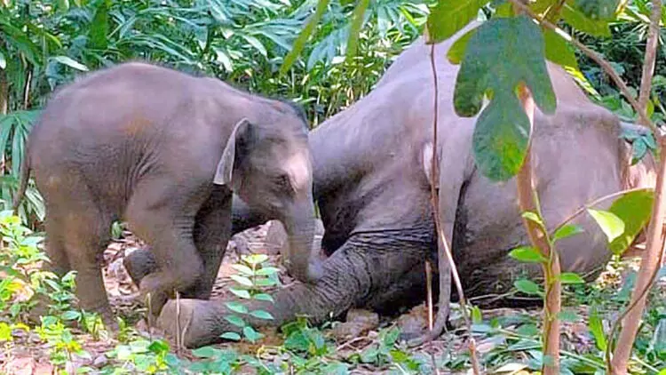 അമ്മയുടെ മരണമറിയാതെ കുട്ടിക്കൊമ്പൻ; കല്ലാറിൽ ഹൃദയഭേദക രംഗങ്ങൾ അമ്മയുടെ മരണമറിയാതെ കുട്ടിക്കൊമ്പൻ; കല്ലാറിൽ ഹൃദയഭേദക രംഗങ്ങൾ