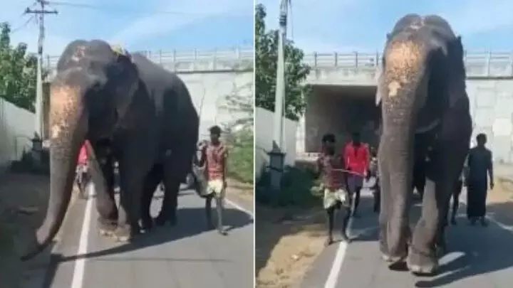 മുൻകാലുകൾ ചേർത്തുകെട്ടി​ റോഡിലൂടെ നടത്തിച്ചു, തമിഴ്​നാട്ടിൽ വീണ്ടും ആനയോട്​ ക്രൂരത; വിഡിയോ പുറത്ത്​