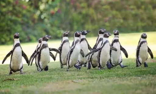 penguin al ain penguin al ain