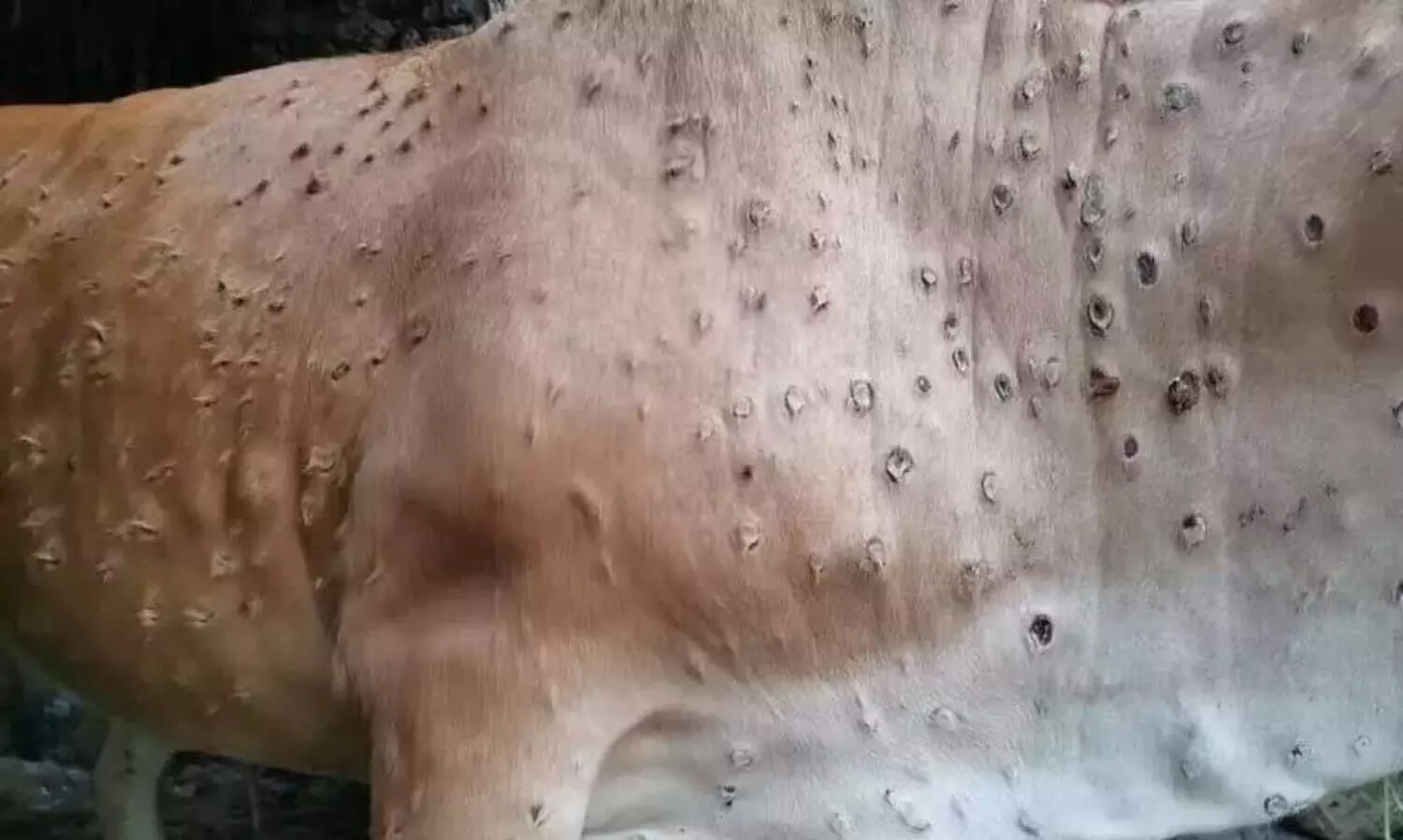 ലംപി വൈറസ് പടരുന്നു: രാജസ്ഥാനിൽ ബി.ജെ.പിയുടെ വൻ പ്രതിഷേധം