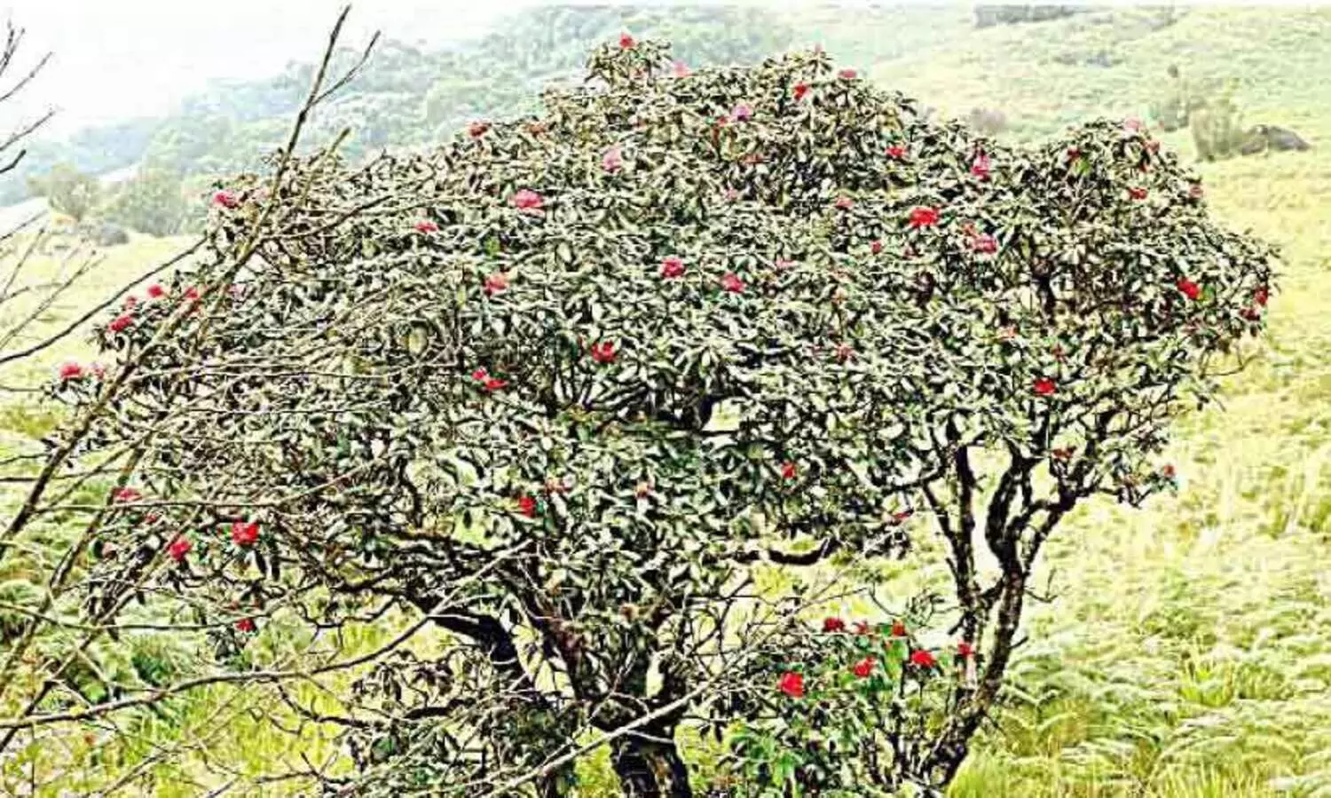 നേരത്തേ പൂത്തു, കാട്ടുപൂവരശ്;​ അനുകൂലമായത്​​ ശുദ്ധ അന്തരീക്ഷം​