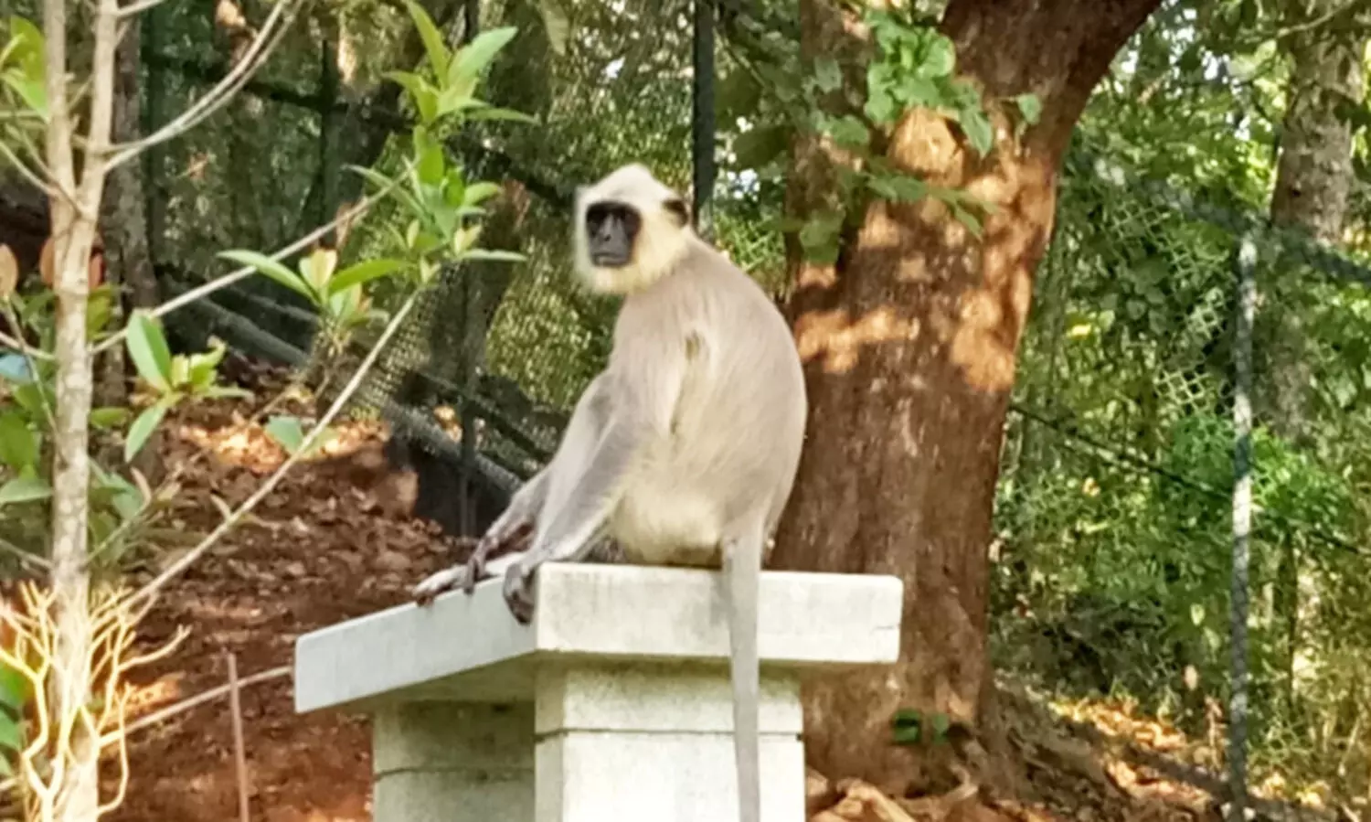 പുതുമുഖത്തിന് ഊരുവിലക്കുമായി തുമ്പൂർമുഴിയിലെ കുരങ്ങന്മാർ