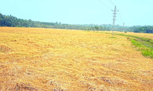 കൊയ്യാനാളില്ല; ഏക്കറോളം നെൽകൃഷി നശിച്ചു