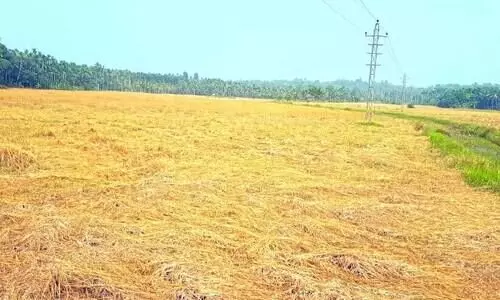 കൊയ്യാനാളില്ല; ഏക്കറോളം നെൽകൃഷി നശിച്ചു