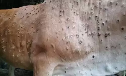 ലംപി വൈറസ് പടരുന്നു: രാജസ്ഥാനിൽ ബി.ജെ.പിയുടെ വൻ പ്രതിഷേധം