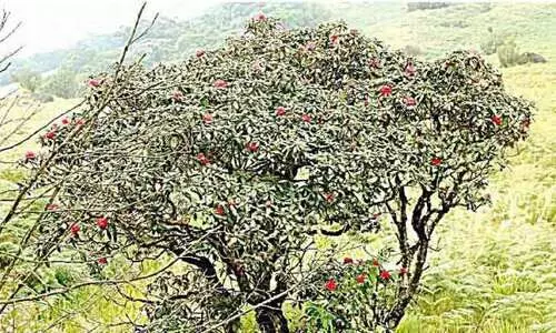 നേരത്തേ പൂത്തു, കാട്ടുപൂവരശ്;​ അനുകൂലമായത്​​ ശുദ്ധ അന്തരീക്ഷം​