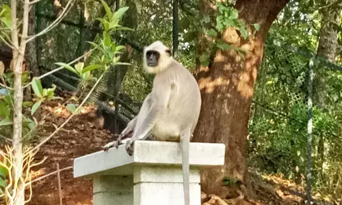 പുതുമുഖത്തിന് ഊരുവിലക്കുമായി തുമ്പൂർമുഴിയിലെ കുരങ്ങന്മാർ