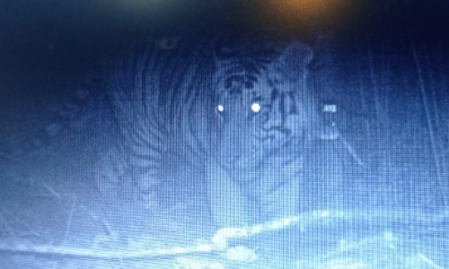 tiger in cctv tiger in cctv