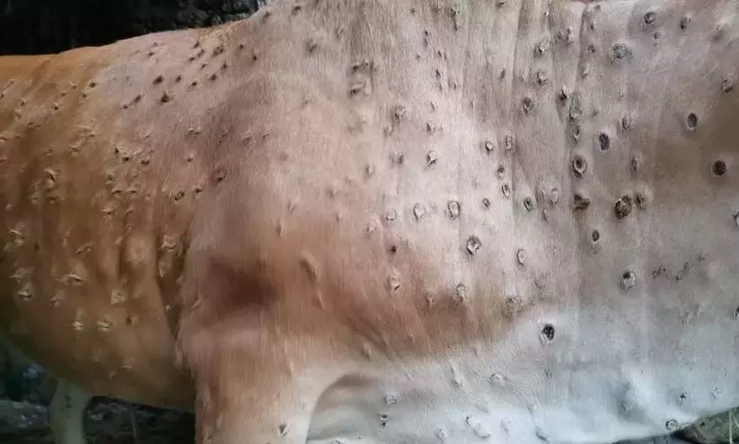 ലംപി വൈറസ് പടരുന്നു: രാജസ്ഥാനിൽ ബി.ജെ.പിയുടെ വൻ പ്രതിഷേധം ലംപി വൈറസ് പടരുന്നു: രാജസ്ഥാനിൽ ബി.ജെ.പിയുടെ വൻ പ്രതിഷേധം