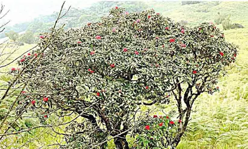 നേരത്തേ പൂത്തു, കാട്ടുപൂവരശ്;​ അനുകൂലമായത്​​ ശുദ്ധ അന്തരീക്ഷം​