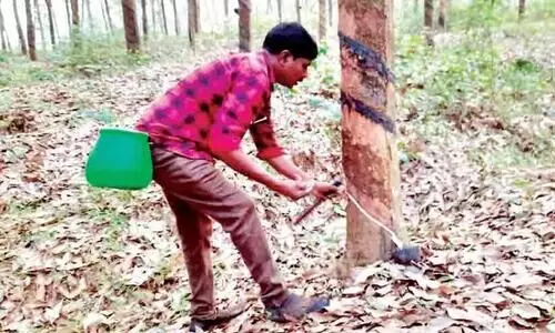Kalikavu Grama Panchayat President without giving up his job